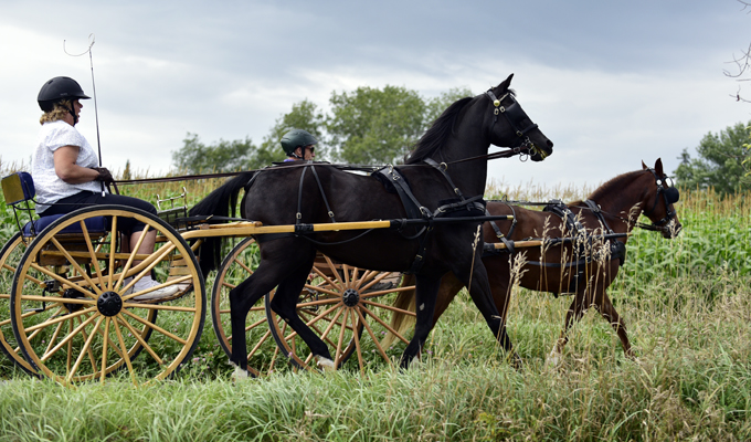 Saddle And Harness Races!